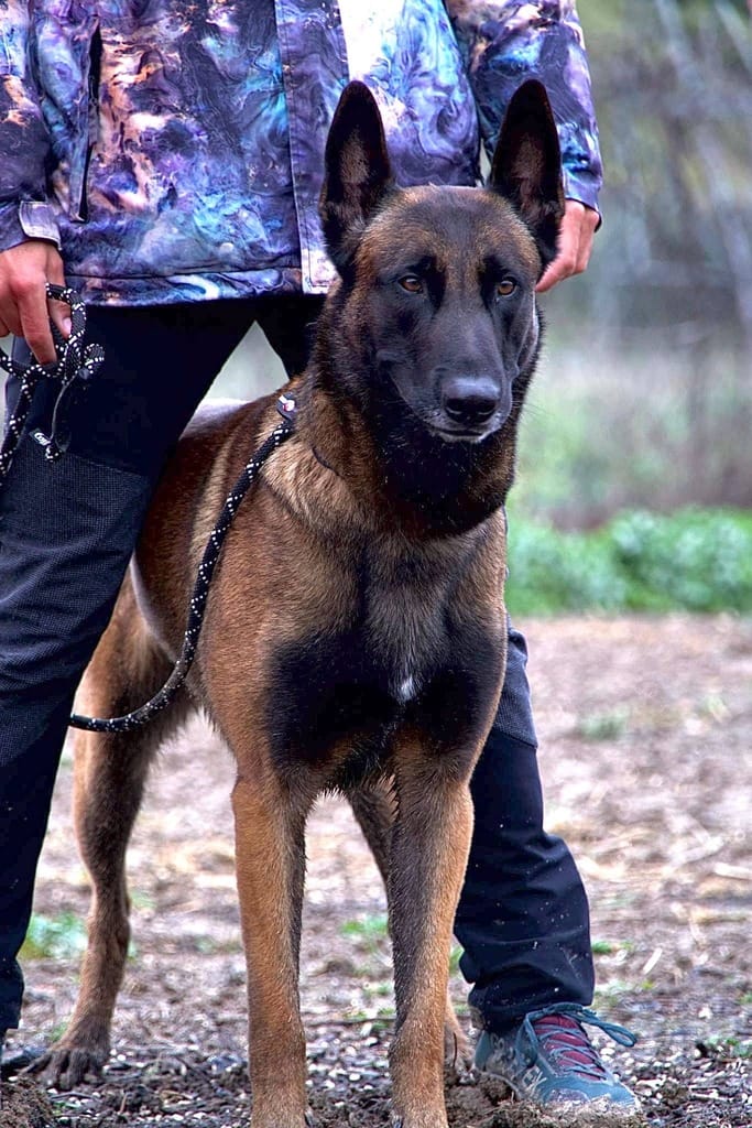 Dante, pastor belga malinois de Álvaro López, perro de referencia en las sesiones de adiestramiento