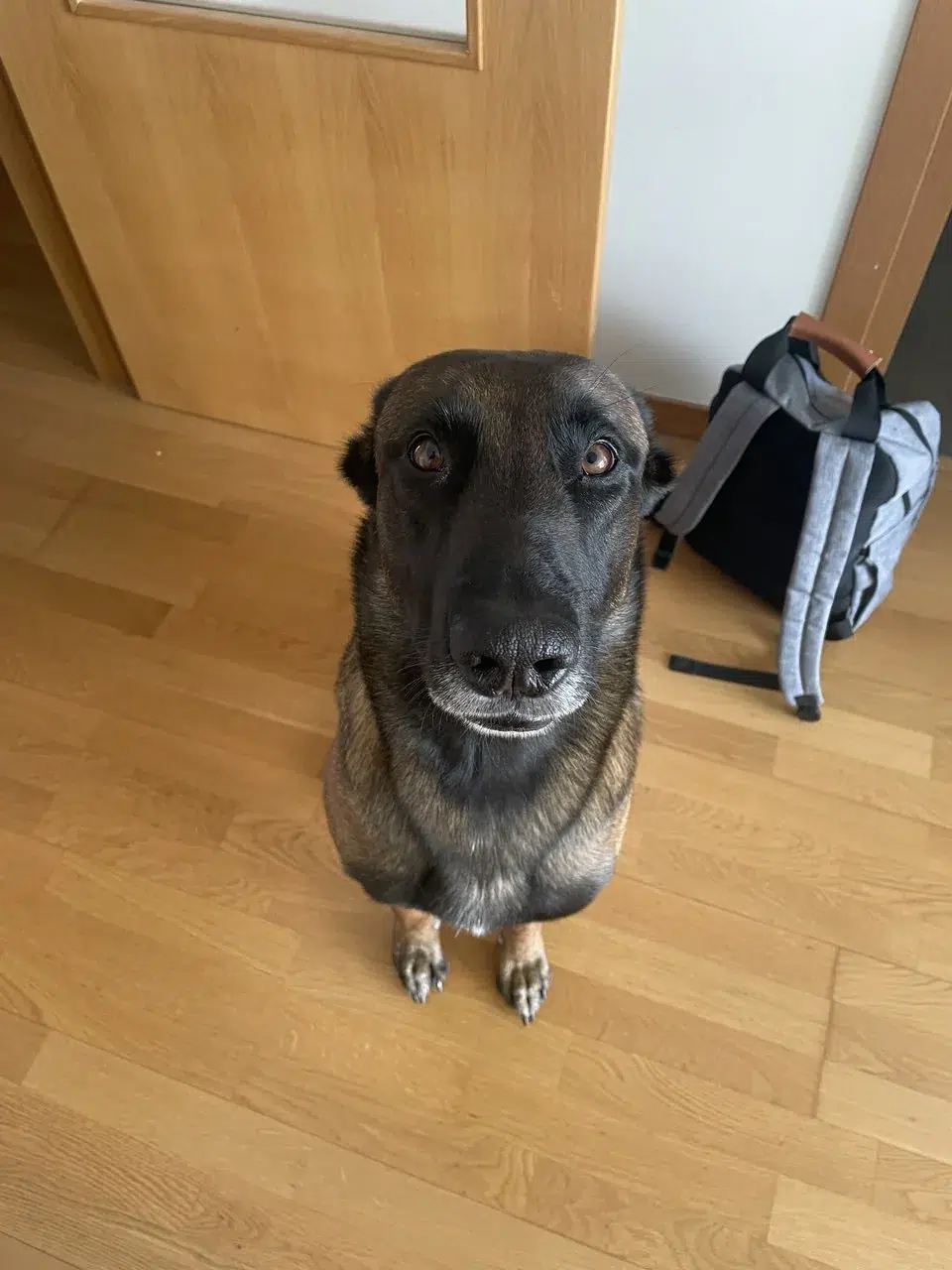 Álvaro López en una sesión de adiestramiento canino en el entorno real del perro en Vitoria-Gasteiz