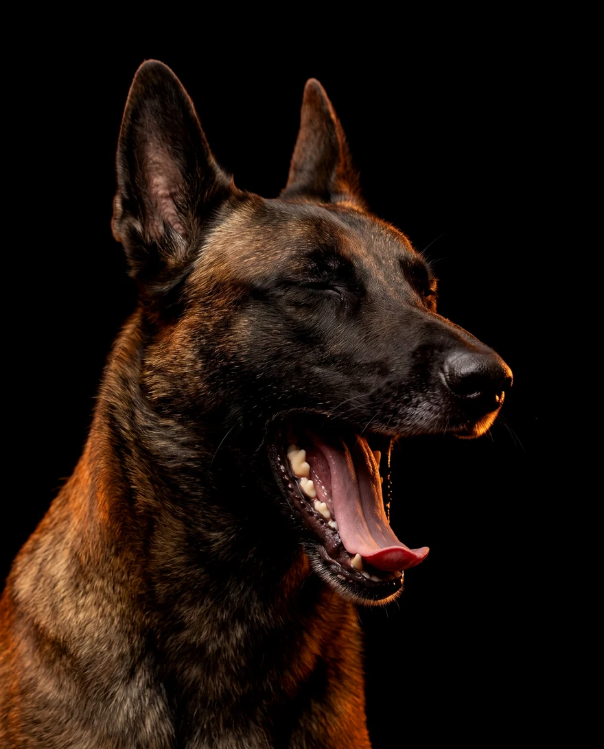 Malinois bostezando con los ojos cerrados, retrato de estudio