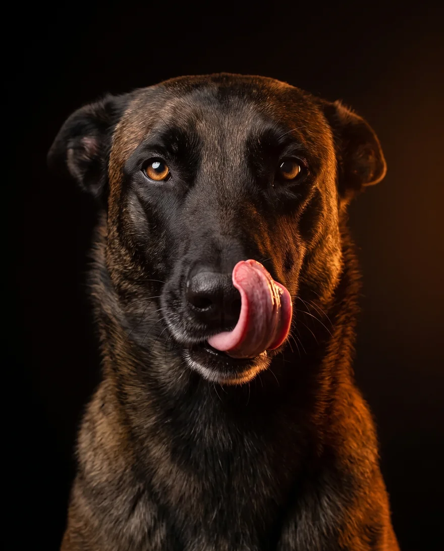 Malinois relamiéndose la trufa sobre fondo negro de estudio